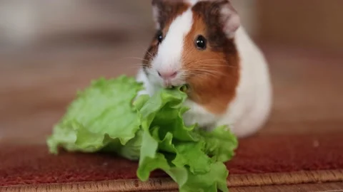 The guinea pig eats food Stock Footage 151679530