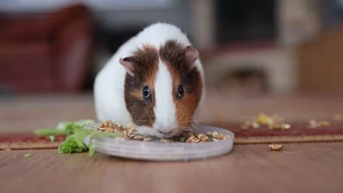 The guinea pig eats food Stock Footage 151716490