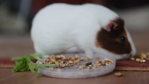 The guinea pig eats food Stock Footage 152411609