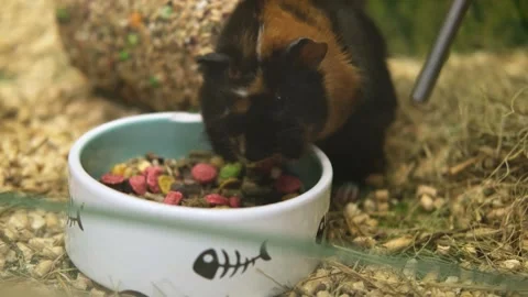 A guinea pig eats food from its bowl. Stock Footage 282169450