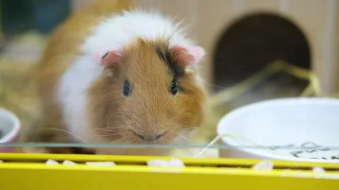 A guinea pig eats food from its bowl. Stock Footage 282169454