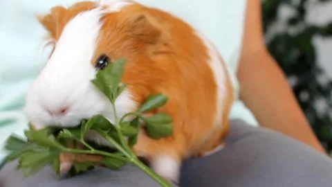 Guinea pig eats fresh green parsley with appetite Stock Footage 252143614