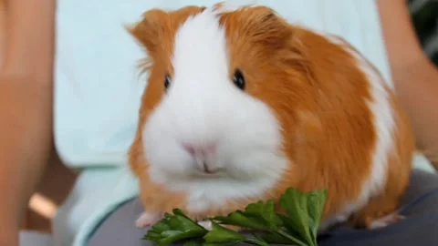 Guinea pig eats fresh green parsley with appetite Stock Footage 280349385
