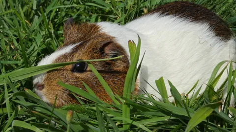 Guinea pig eats grass Stock Footage 255985208