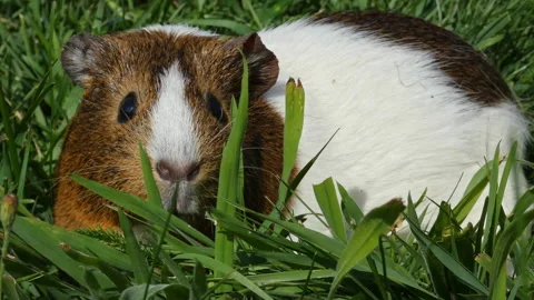 Guinea pig eats grass Stock Footage 255985227