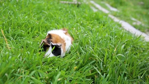 Guinea pig eats grass in nature. Woman strokes hamster. Stock Footage 158794569