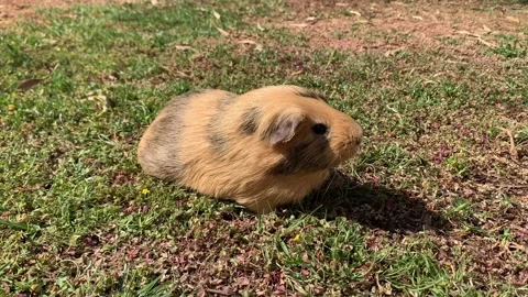Guinea pig eats green grass walking on the lawn. Guinea pig on green grass in th Stock Footage 219244431