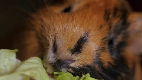 Guinea pig is eats a lettuce leaf.. The rodents nose, mouth and whiskers are 库存影片 335410961