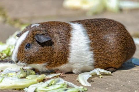 Guinea pig eats salad Stock Photos