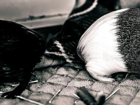 Guinea pig ejecting urine on a subordinate as a way of showing dominance and to Stock Photos
