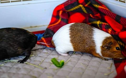 Guinea pig ejecting urine on a subordinate as a way of showing dominance and to Foto stock