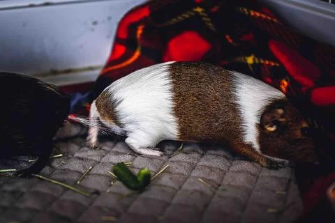 Guinea pig ejecting urine on a subordinate as a way of showing dominance and to Stock Photos