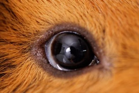 Guinea pig eye close-up (macro) Stock Photos