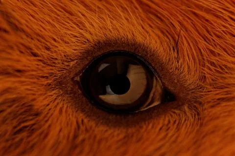 Guinea pig eye Stock Photos