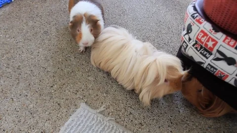 Guinea pig feeding time. 스톡 동영상 73226107