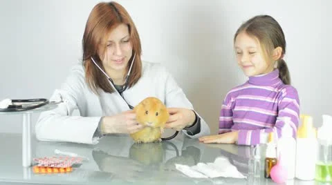 Guinea pig Stock Footage 21315418