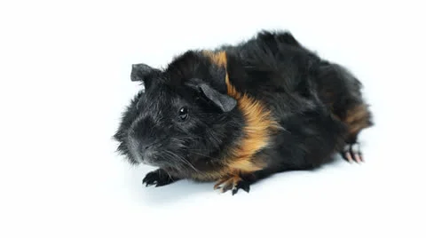 Guinea pig Video stock 22519952