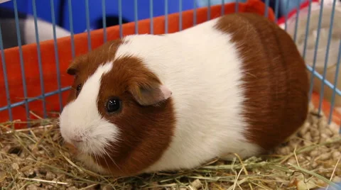 Guinea pig Stock Footage 47013888
