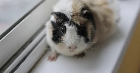Guinea pig Stock Footage