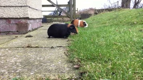 Guinea pig Stock Footage 81678049