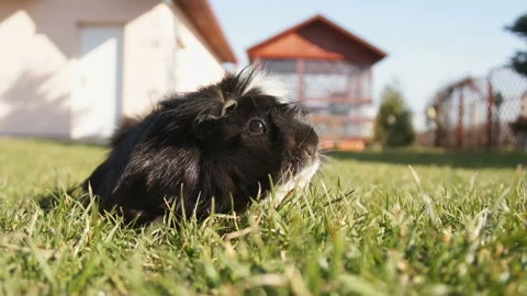 Guinea pig Stock Footage 91327140