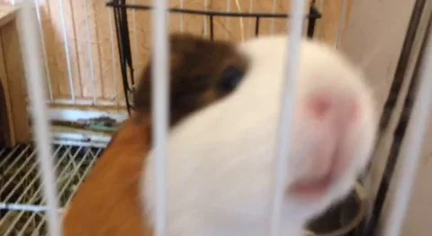 Guinea pig Stock Footage 115910798