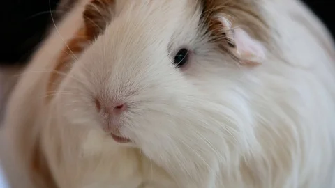 Guinea pig Video stock 117249004