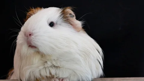 Guinea pig Video stock 117249261