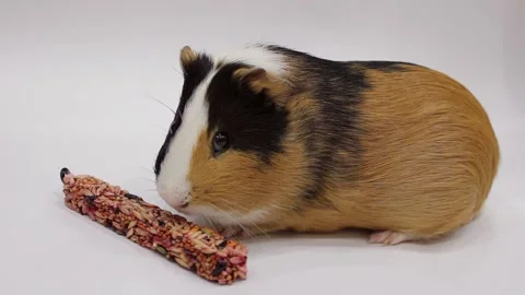 Guinea pig Stock Footage 151411805