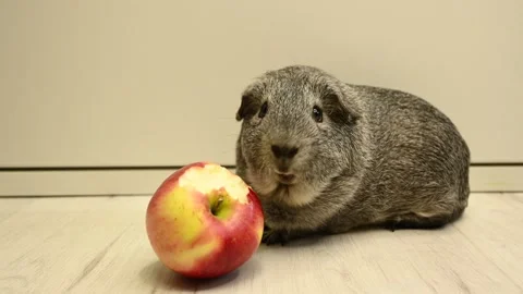 Guinea pig Stock Footage 253986985