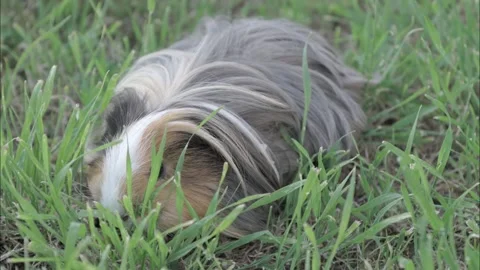 Guinea pig Stock Footage 272174408