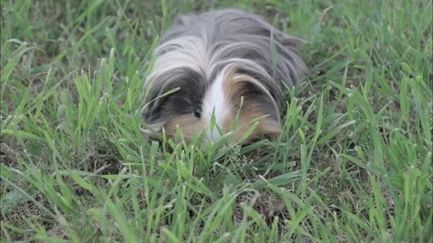 Guinea pig Stock Footage 272177204