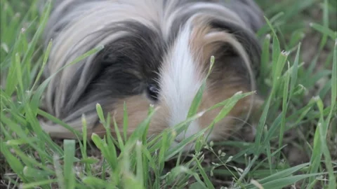 Guinea pig Stock Footage 272179230