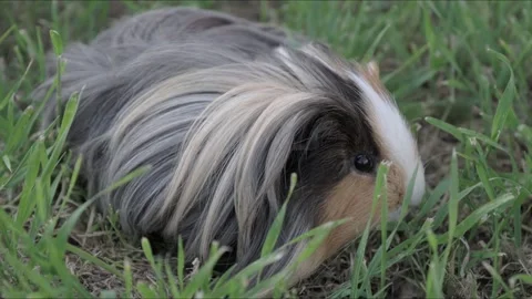 Guinea pig Stock Footage 272181483