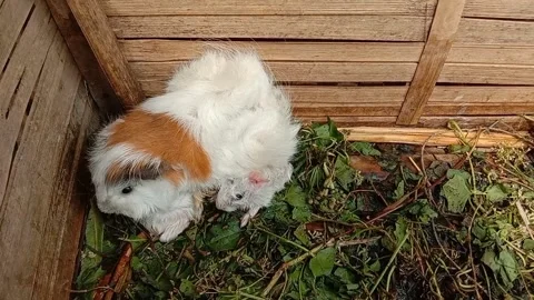Guinea pig Stock Footage 287092518