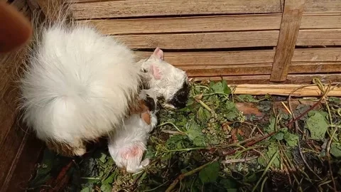 Guinea pig Stock Footage 287092863