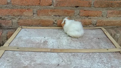 Guinea pig Stock Footage 295426034