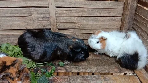 Guinea pig Stock Footage 295426155