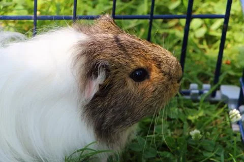 Guinea pig in grass Stock Photos