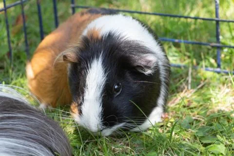 Guinea pig in grass Stock Photos