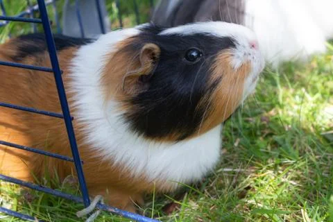 Guinea pig in grass Stock Photos