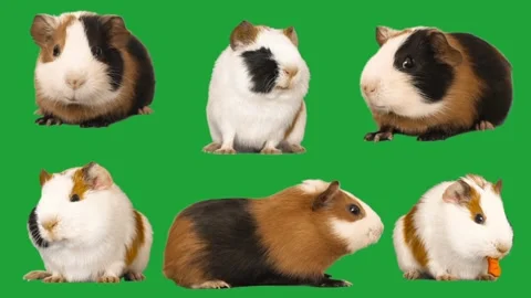 Guinea pig on green screen Stock Footage 310937543