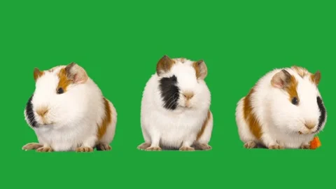 Guinea pig on green screen Stock Footage 310937553