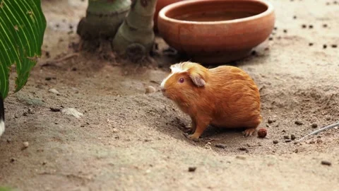 Guinea Pig Grooming Itself While Another Guinea Pig Walks Past. Stock Footage 340336286