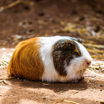 Guinea pig on the ground Stock Photos
