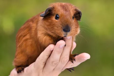Guinea pig on the hand Stock Photos