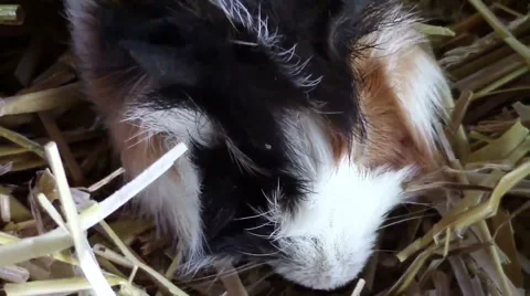 Guinea pig in hay Stock-Footage 57099764
