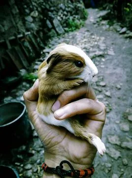 Guinea pig held with one hand. Stock Photos