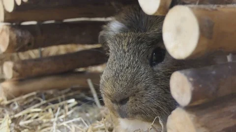 A guinea pig is hiding in a hole. Video stock 84129945