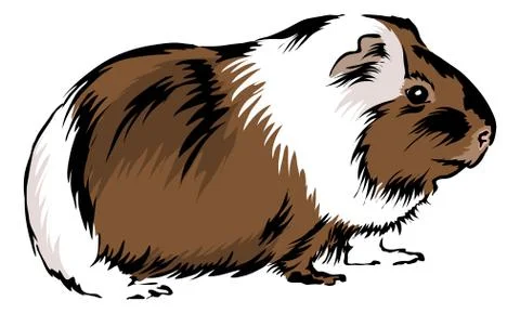 Guinea pig Stock Illustration